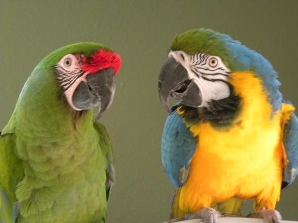 Enlarge Booboo, a Adoptable Macaw in Elizabeth, CO image 5/6