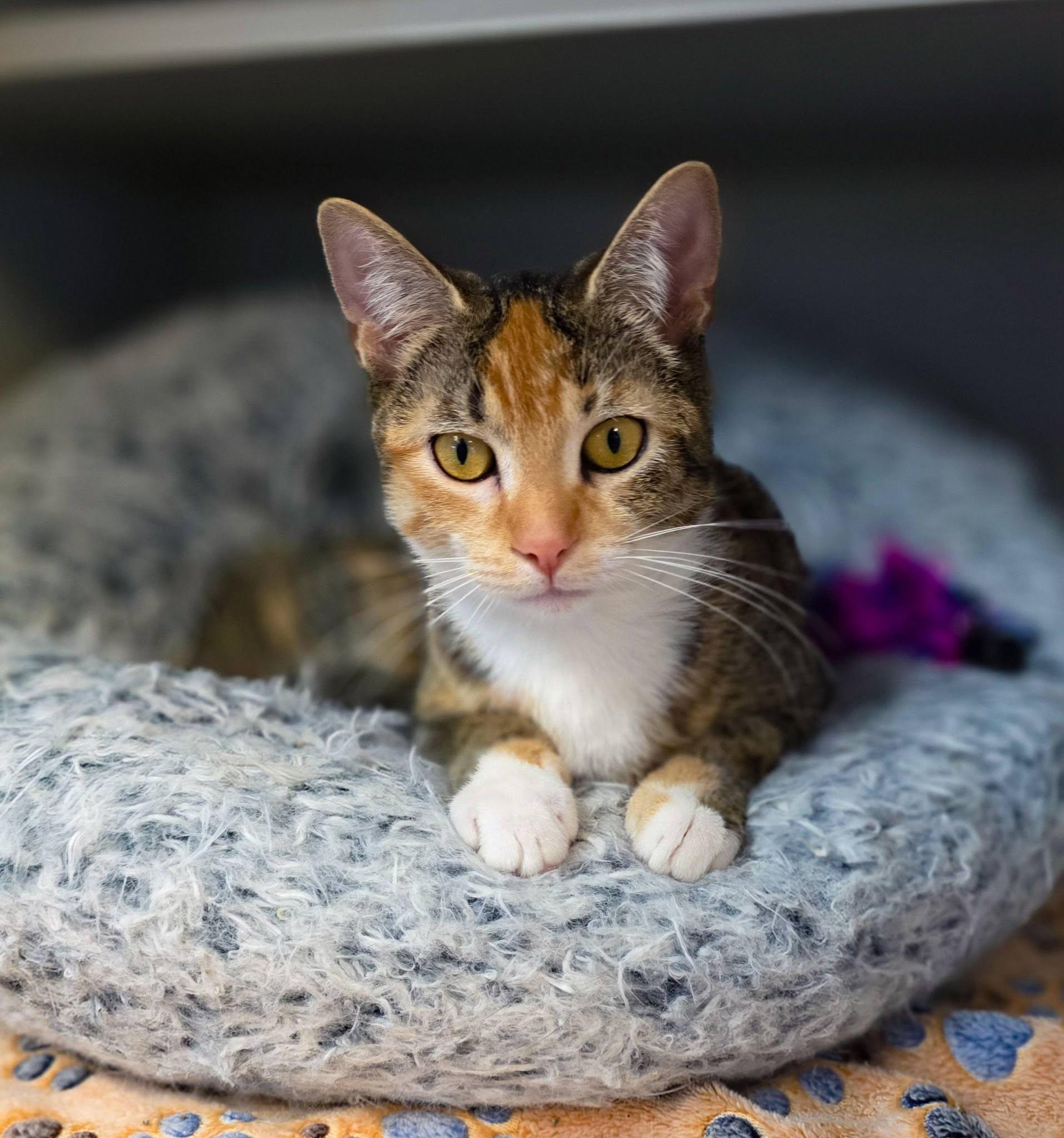 Ember, a ADOPTABLE Domestic Short Hair in Sterling Heights, MI image 3/6