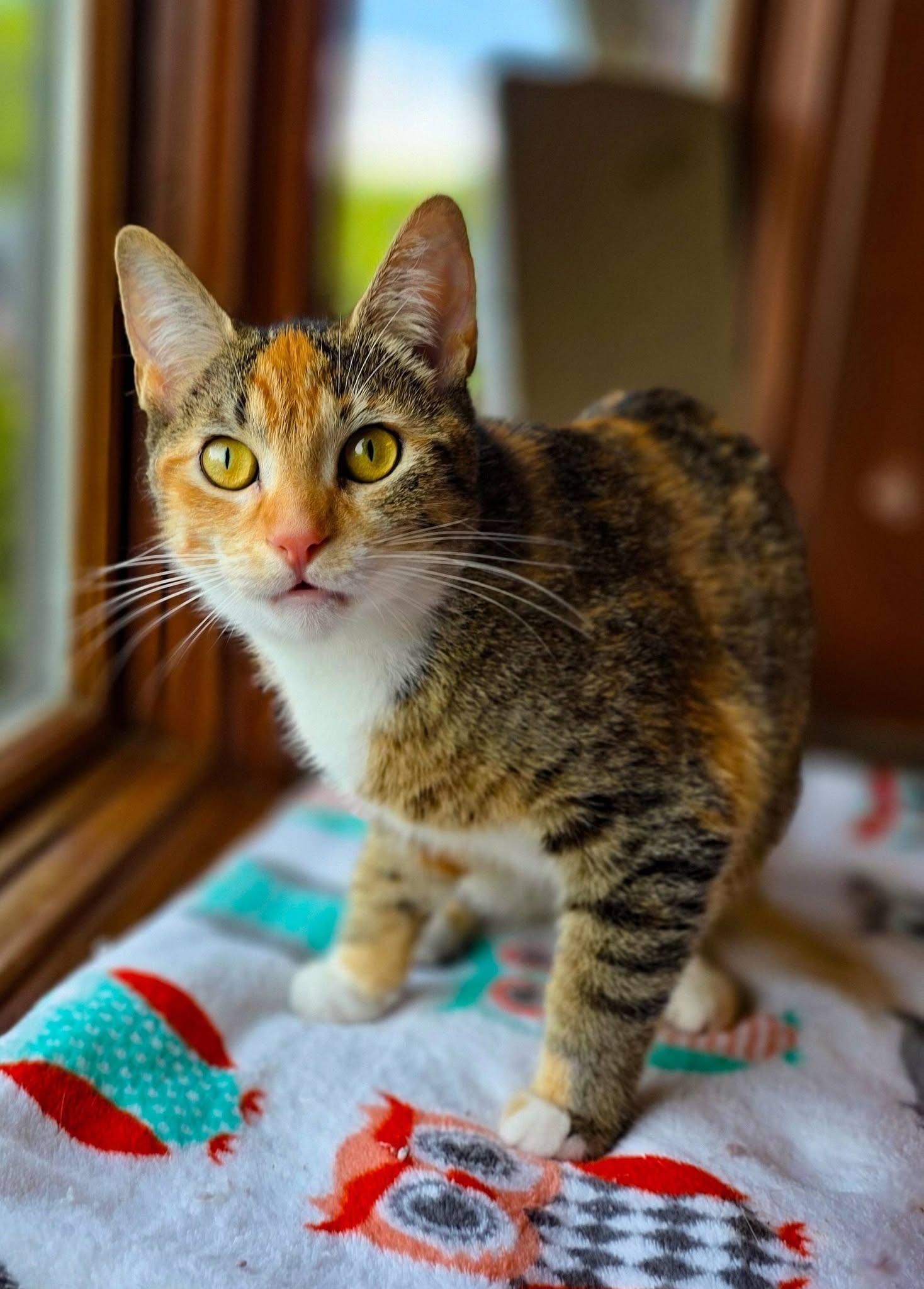 Ember, a ADOPTABLE Domestic Short Hair in Sterling Heights, MI image 4/6