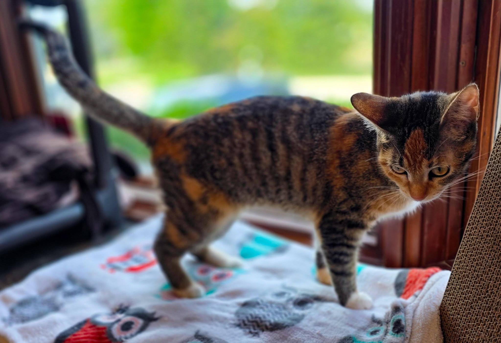 Ember, a ADOPTABLE Domestic Short Hair in Sterling Heights, MI image 6/6