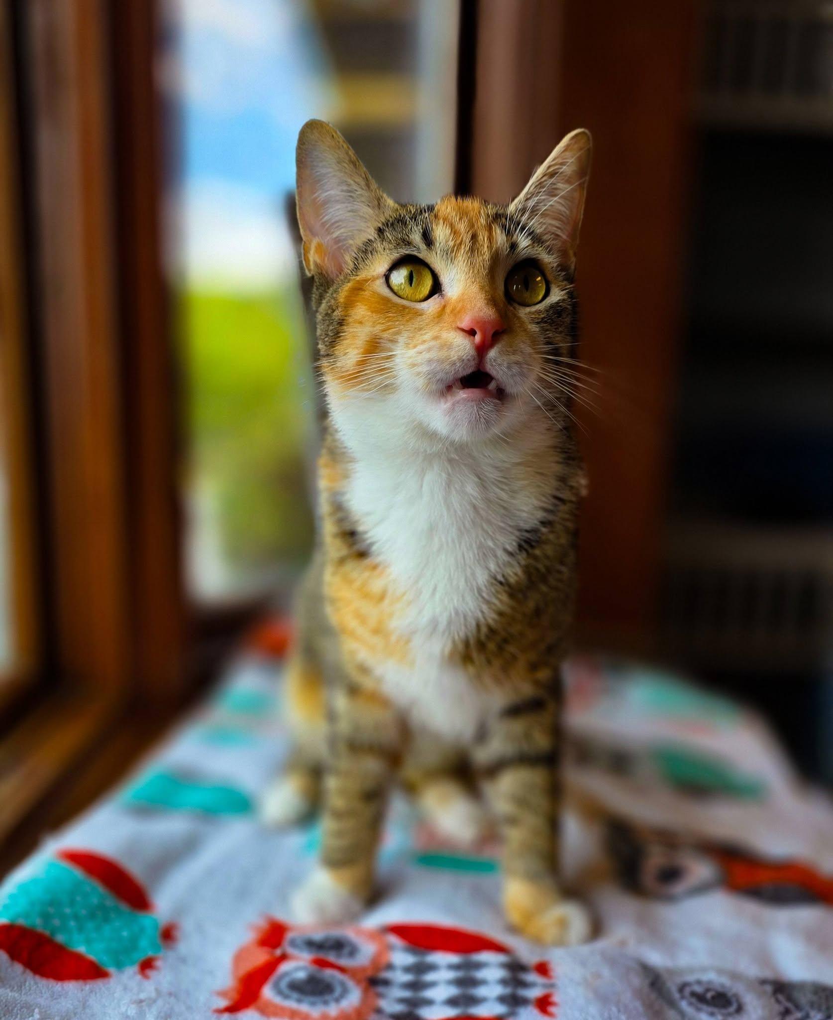 Ember, a ADOPTABLE Domestic Short Hair in Sterling Heights, MI image 5/6