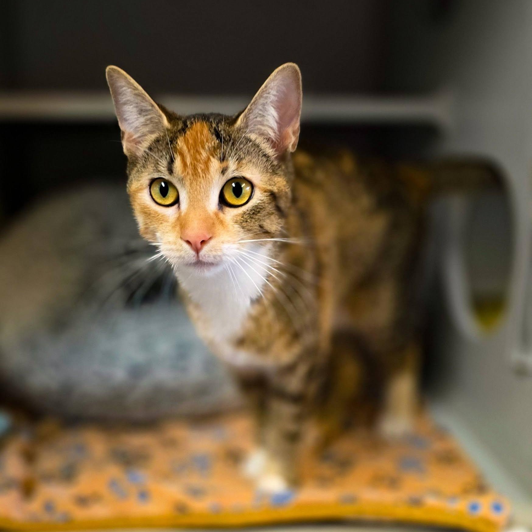 Ember, ADOPTABLE, Young Female Domestic Short Hair.