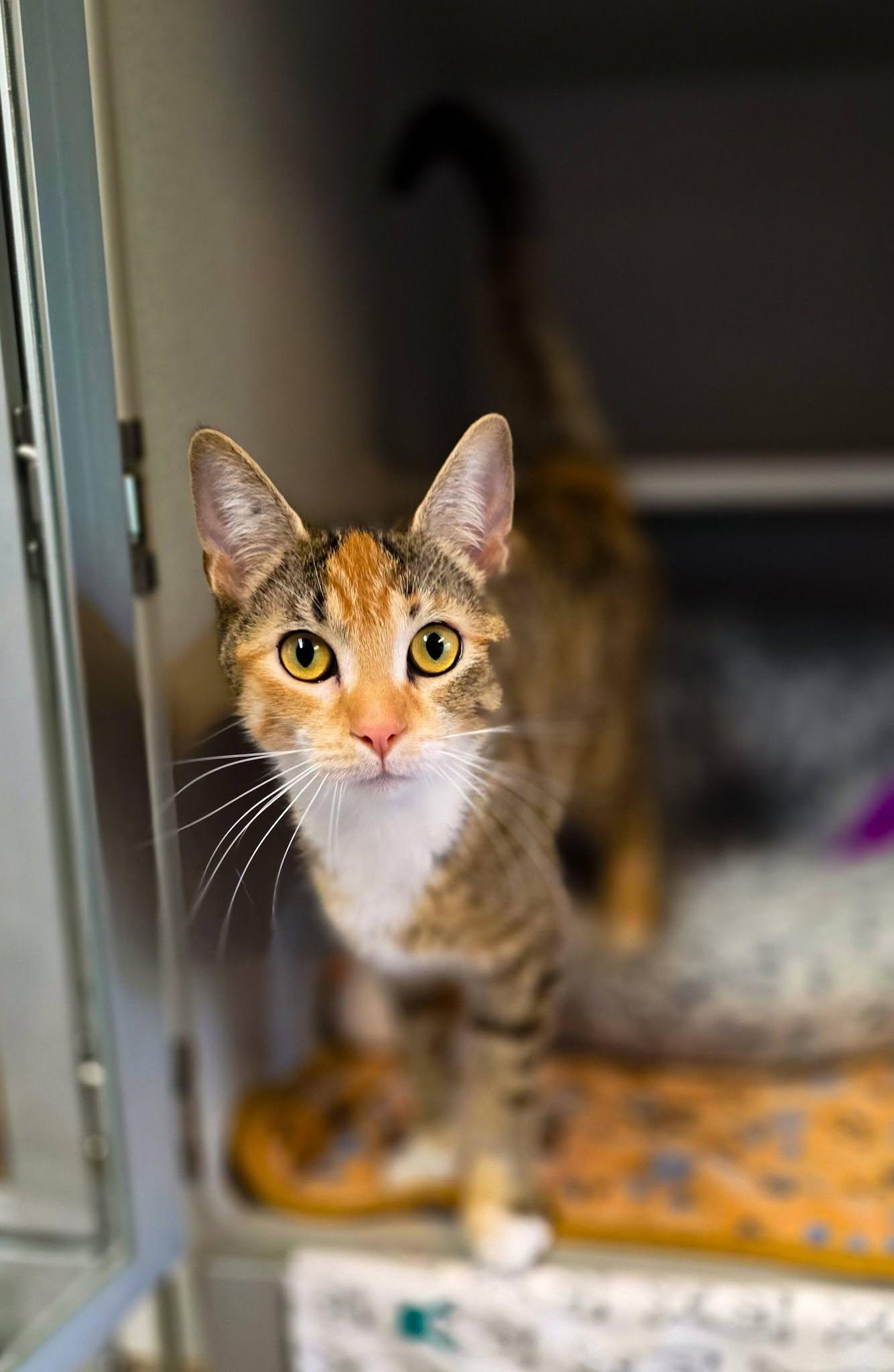 Ember, a ADOPTABLE Domestic Short Hair in Sterling Heights, MI image 2/6
