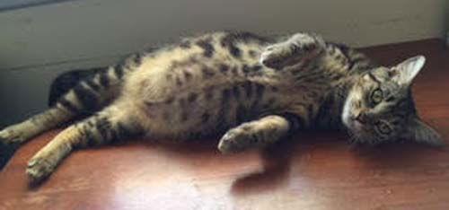 Cleopatra - Adopt With Kitten"Smalls", Adoptable, Kitten Female Domestic Short Hair & Bengal.