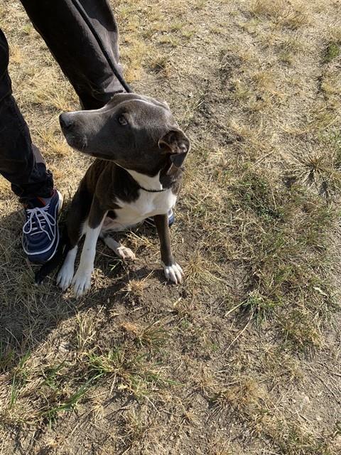 LUNA, Adoptable, Young Female Labrador Retriever & American Staffordshire Terrier.