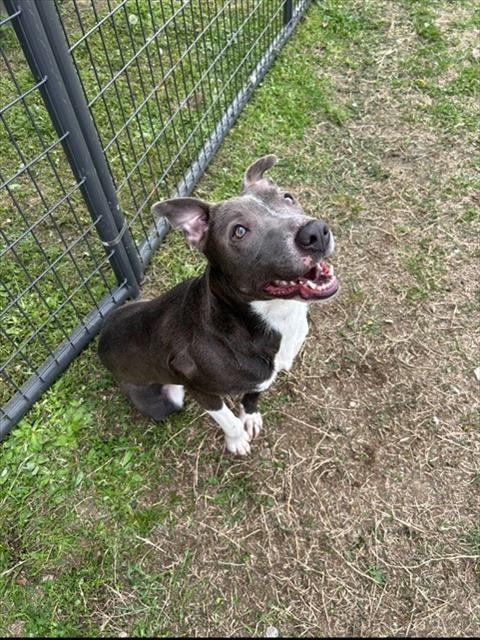 Enlarge LUNA, a Adoptable mixed breed in Chester, SC image 1/1