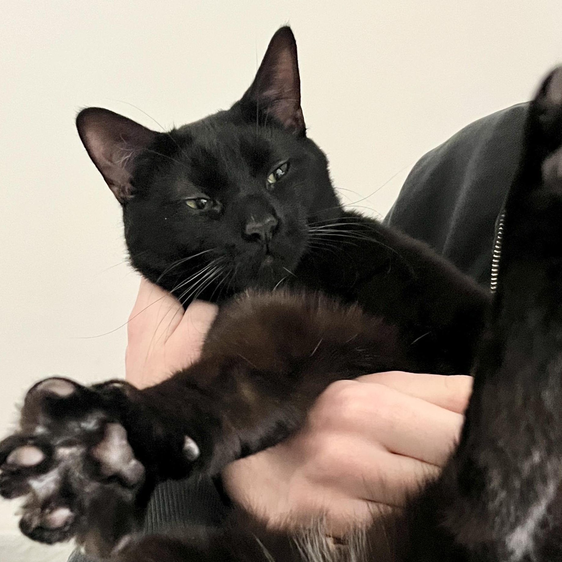 Enlarge Panther, a ADOPTABLE mixed breed in Pierrefonds, QC image 1/4