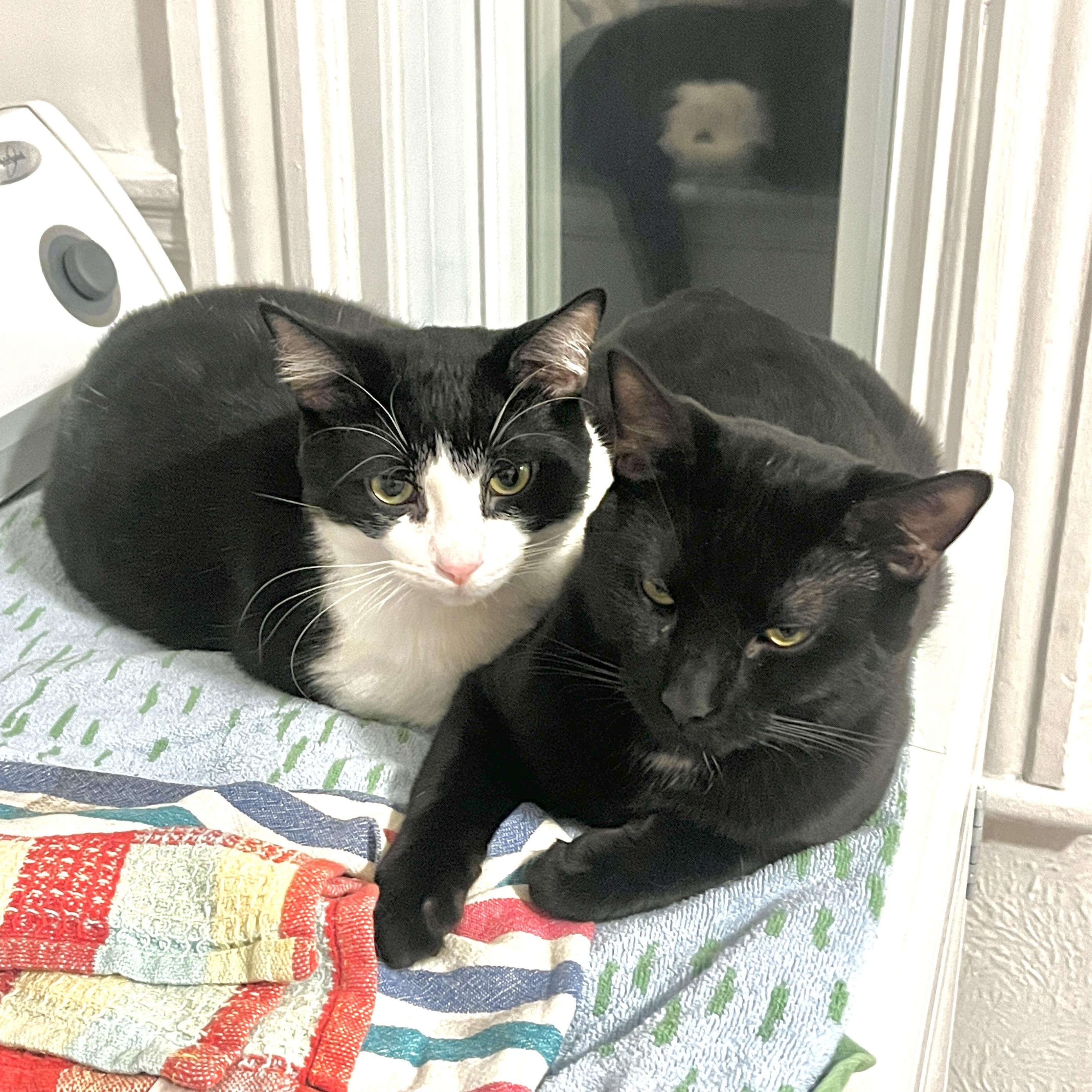 Enlarge Panther, a ADOPTABLE mixed breed in Pierrefonds, QC image 4/4