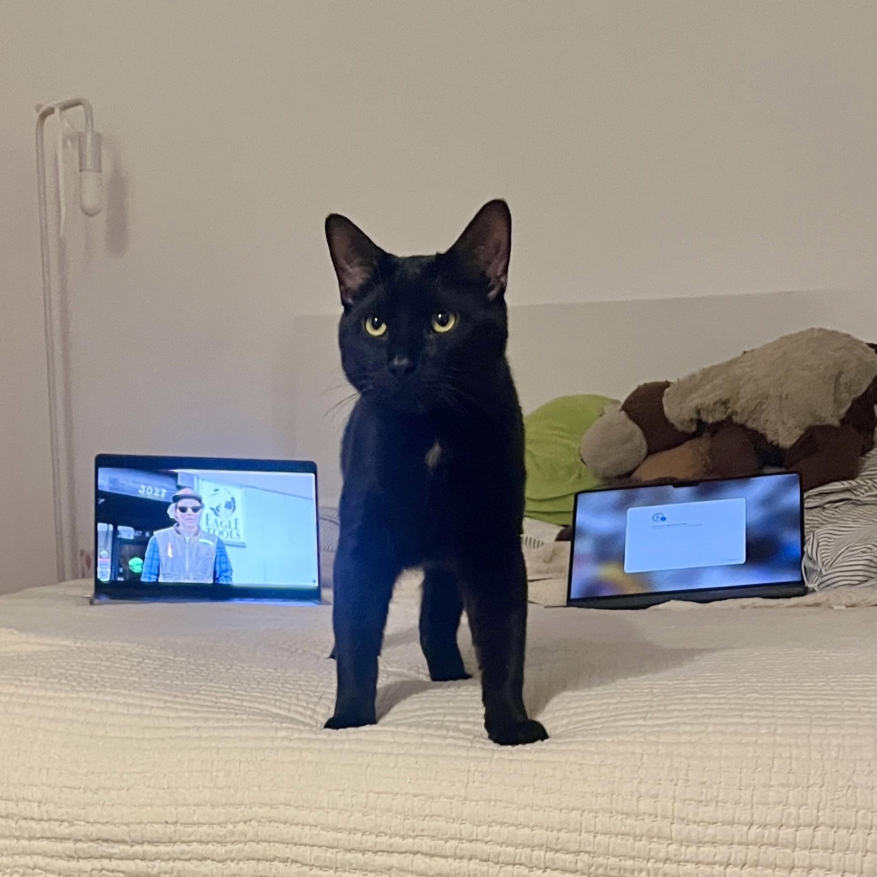 Enlarge Panther, a ADOPTABLE mixed breed in Pierrefonds, QC image 3/4