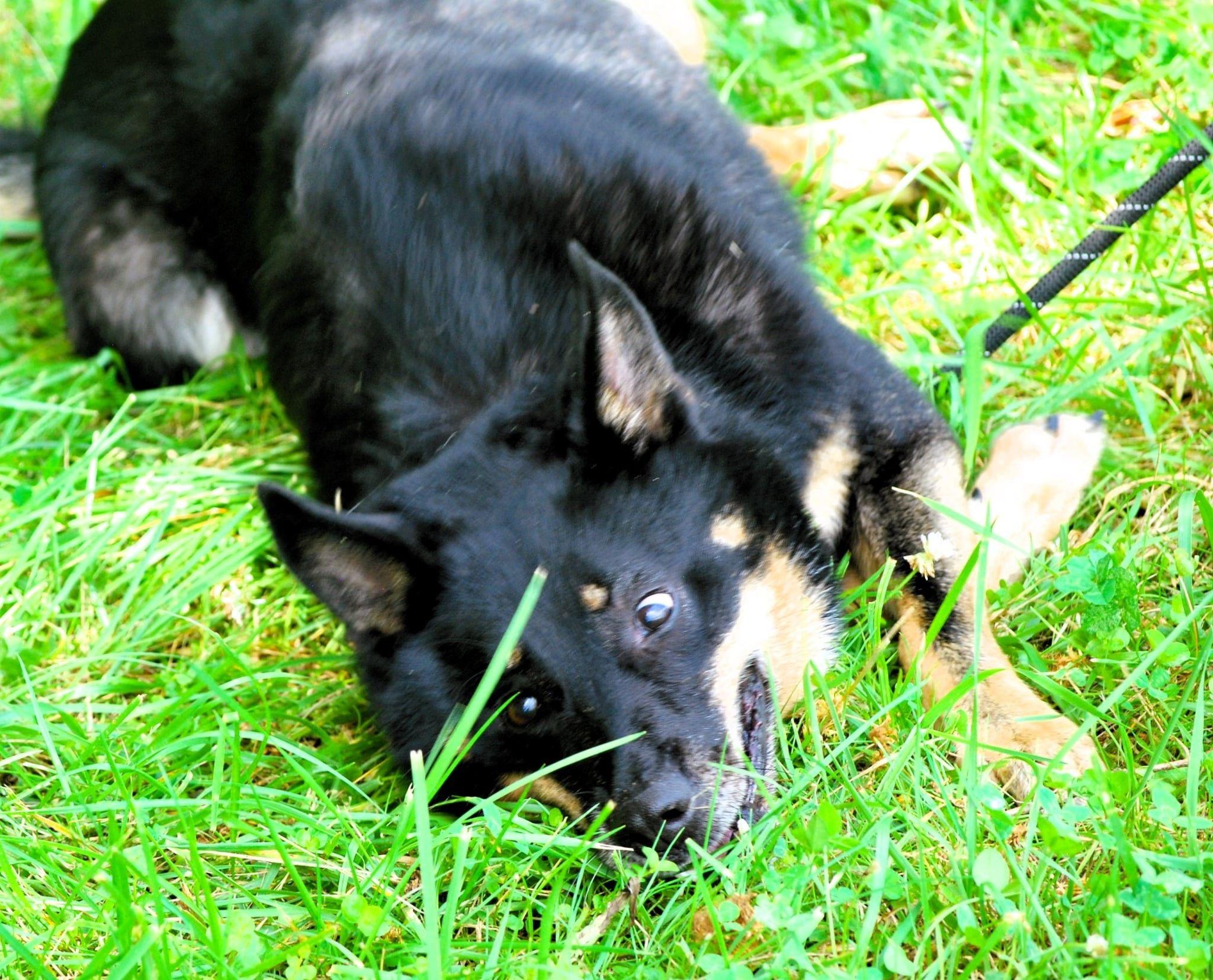 Enlarge Norman, a Adoptable mixed breed in manchester, TN image 5/5