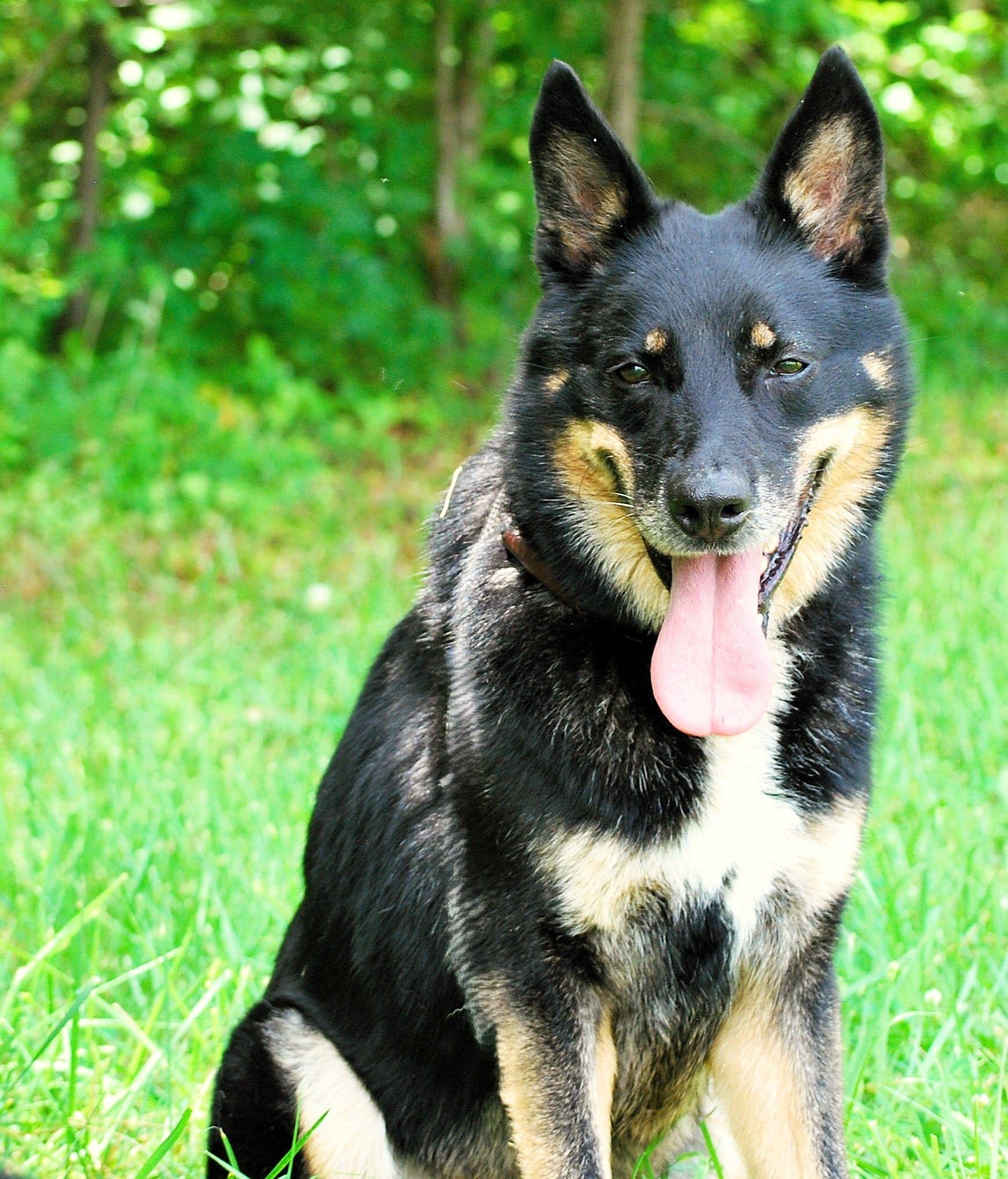 Enlarge Norman, a Adoptable mixed breed in manchester, TN image 2/5