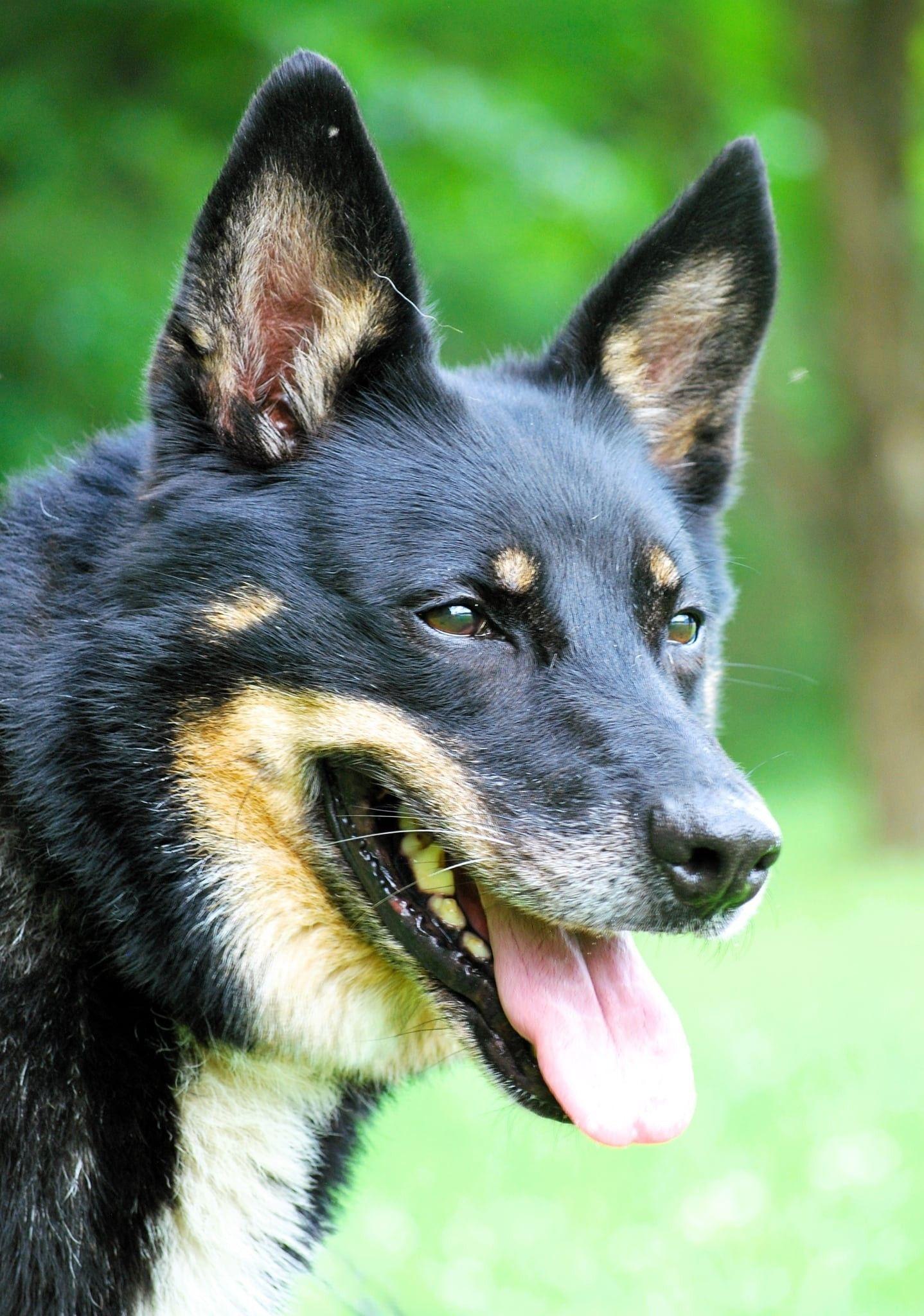 Norman, Adoptable, Senior Male German Shepherd Dog.