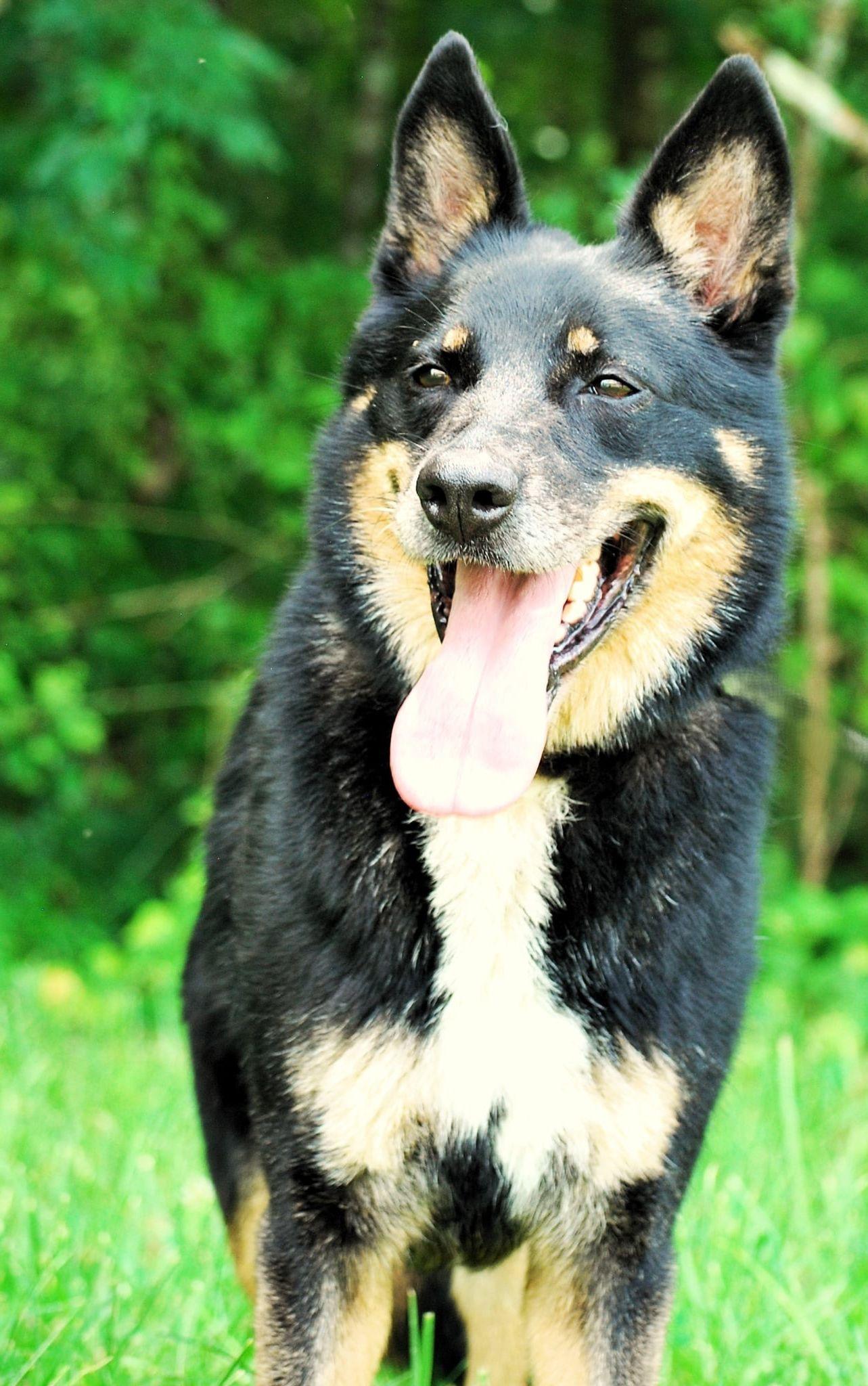 Enlarge Norman, a Adoptable mixed breed in manchester, TN image 4/5