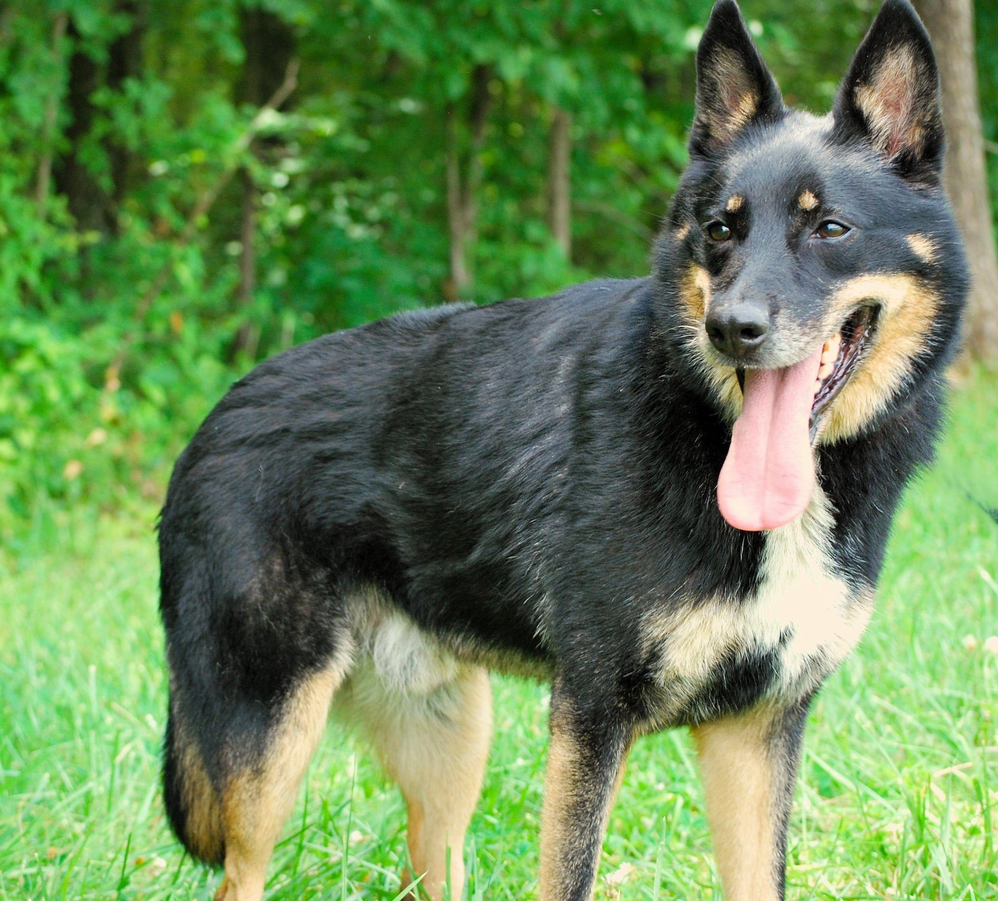 Enlarge Norman, a Adoptable mixed breed in manchester, TN image 3/5