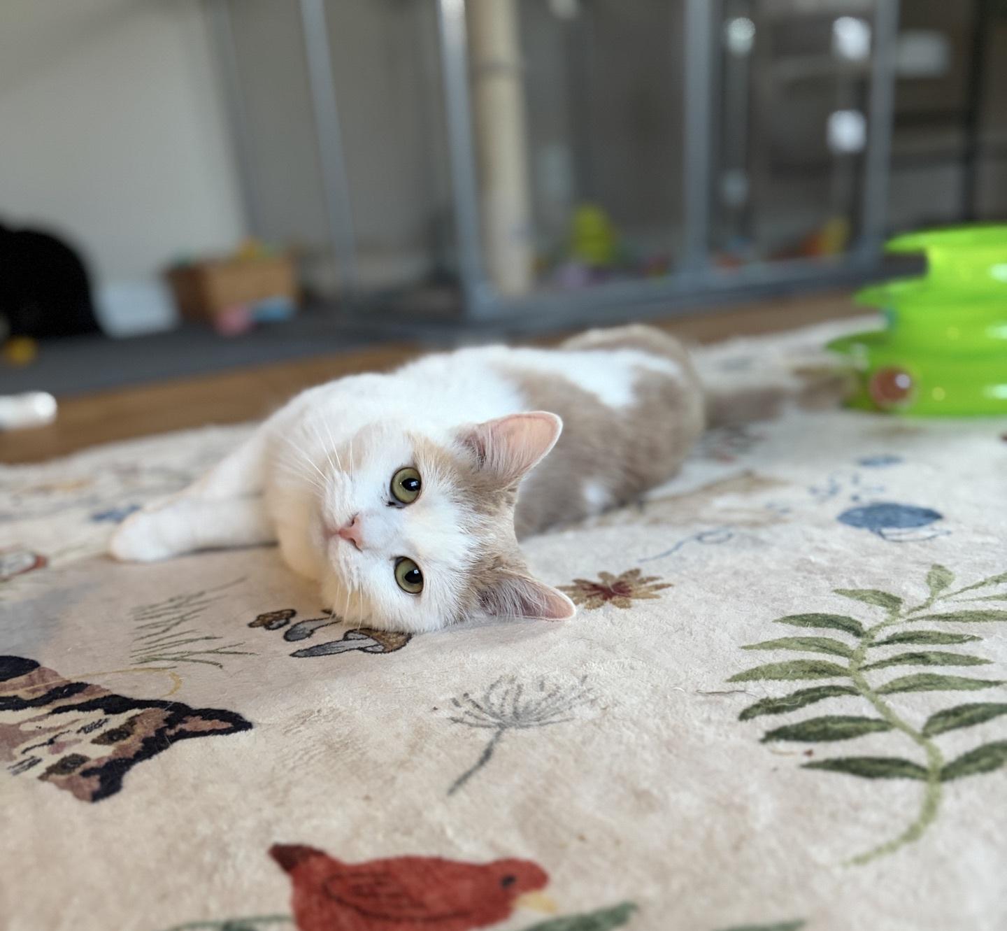 Enlarge Prince John, an adopted Domestic Short Hair in Greensburg, PA image 3/5