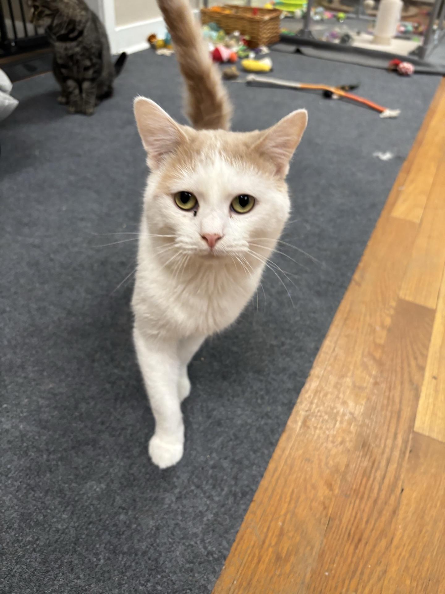 Enlarge Prince John, an adopted Domestic Short Hair in Greensburg, PA image 2/5