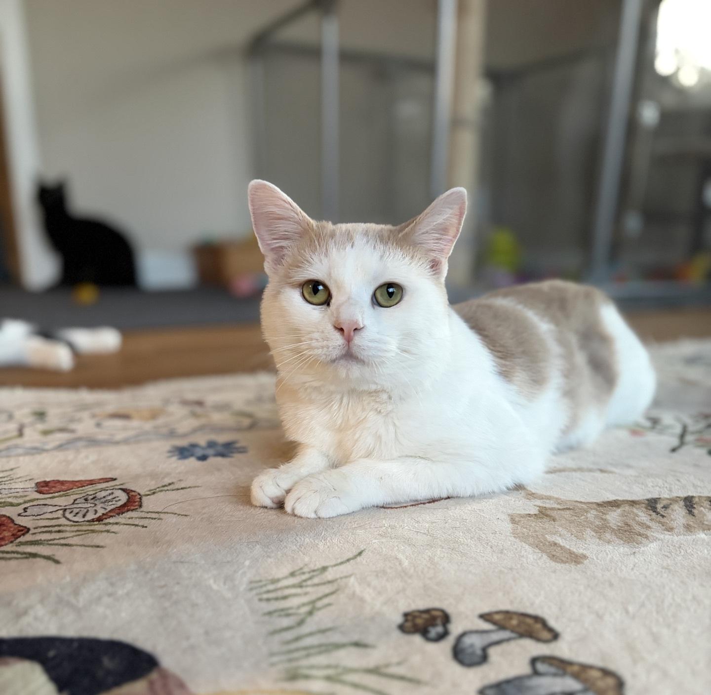 Prince John, adopted, Young Male Domestic Short Hair.