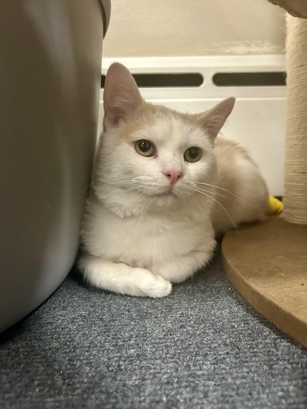 Enlarge Prince John, an adopted Domestic Short Hair in Greensburg, PA image 5/5