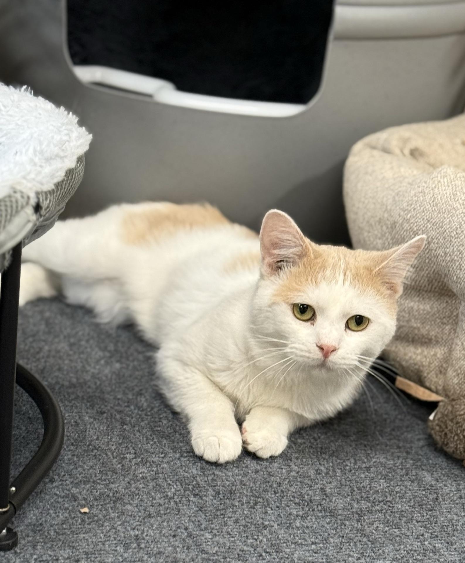 Enlarge Prince John, an adopted Domestic Short Hair in Greensburg, PA image 4/5