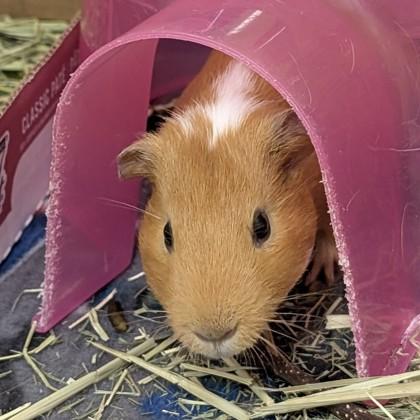 Jerry (bonded w Ben), Adoptable, Adult Male Guinea Pig & Guinea Pig.