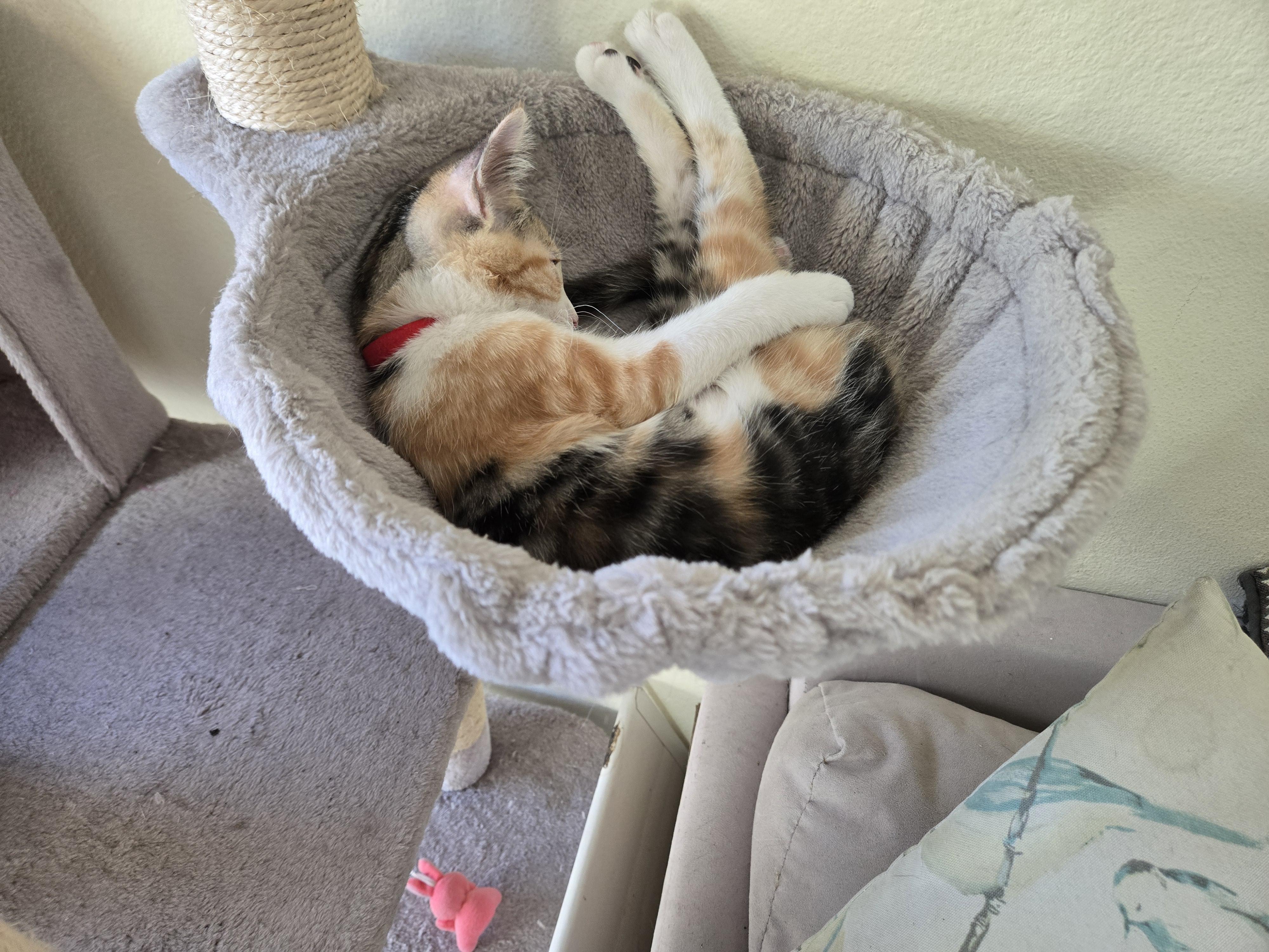 Enlarge Crystal, a ADOPTABLE mixed breed in Redondo Beach, CA image 2/5