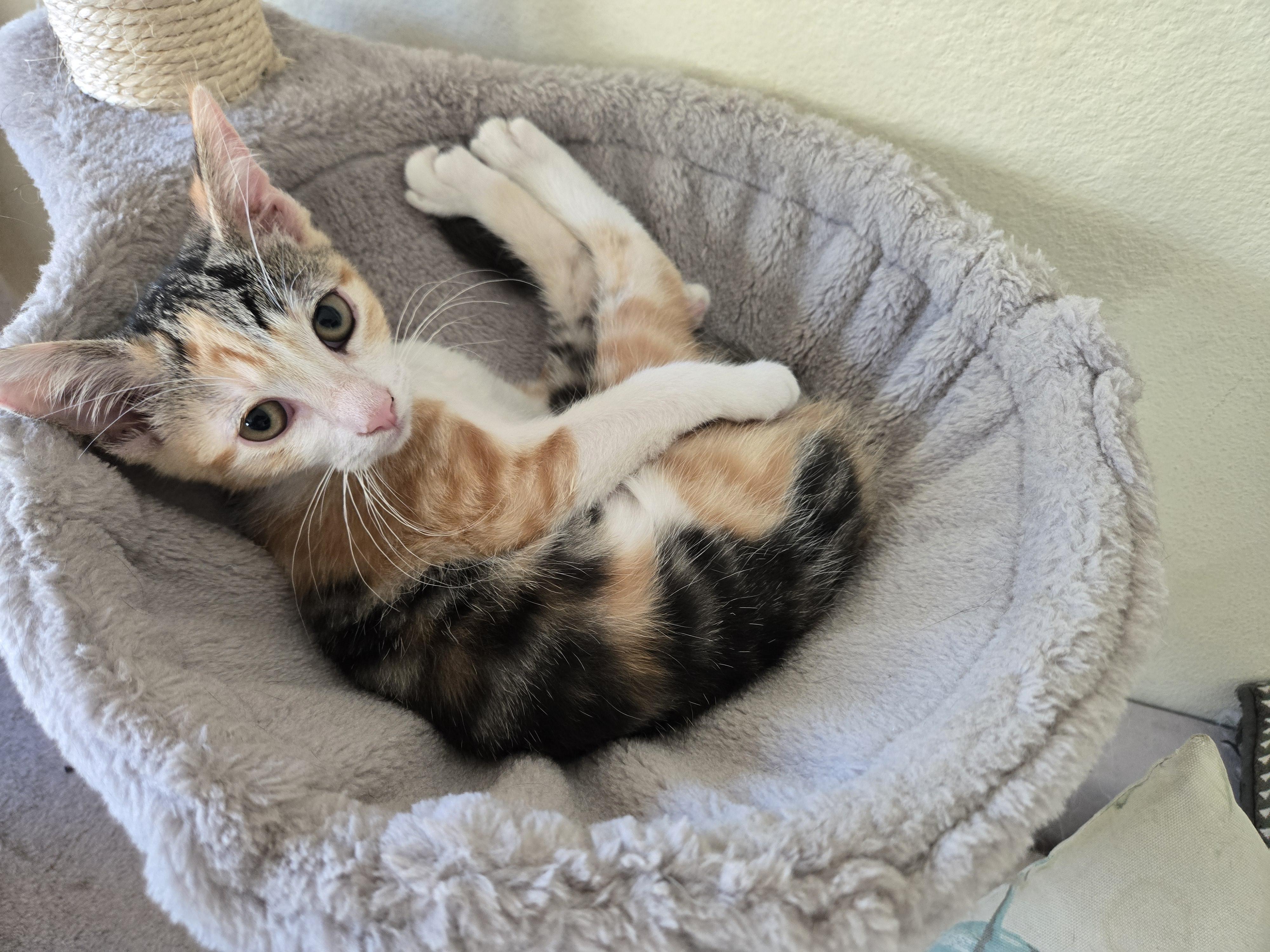 Enlarge Crystal, a ADOPTABLE mixed breed in Redondo Beach, CA image 3/5