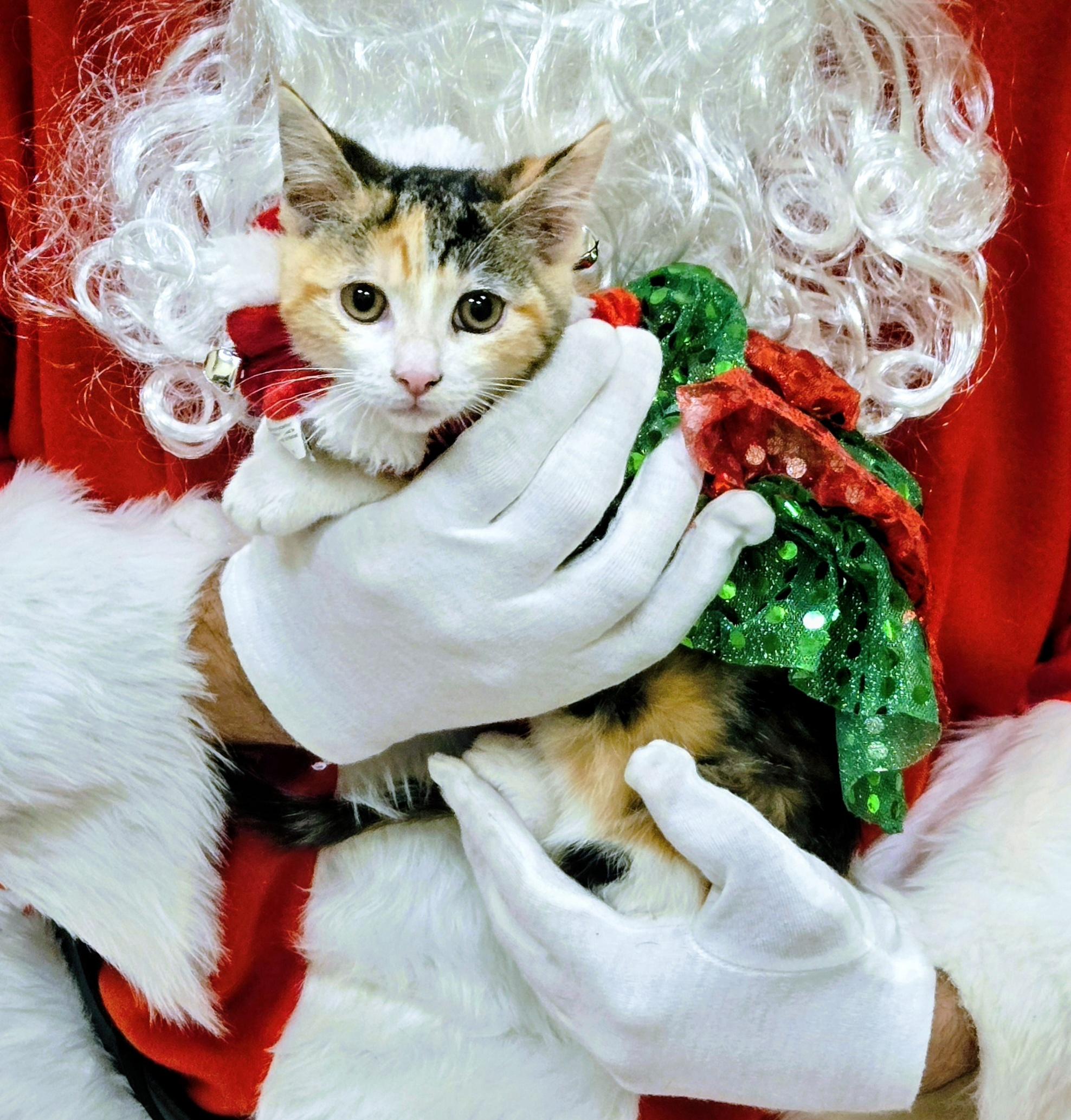 Enlarge Crystal, a ADOPTABLE mixed breed in Redondo Beach, CA image 1/5