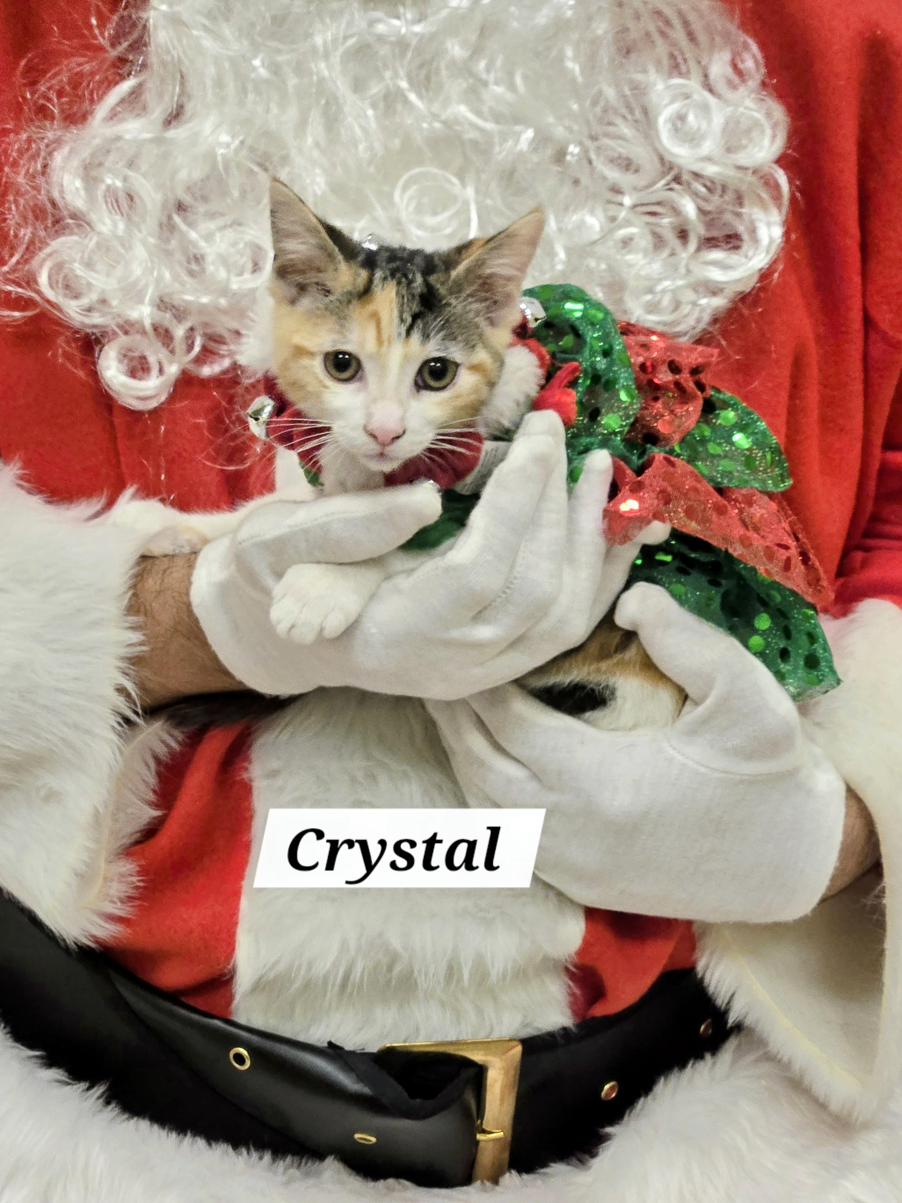 Enlarge Crystal, a ADOPTABLE mixed breed in Redondo Beach, CA image 5/5