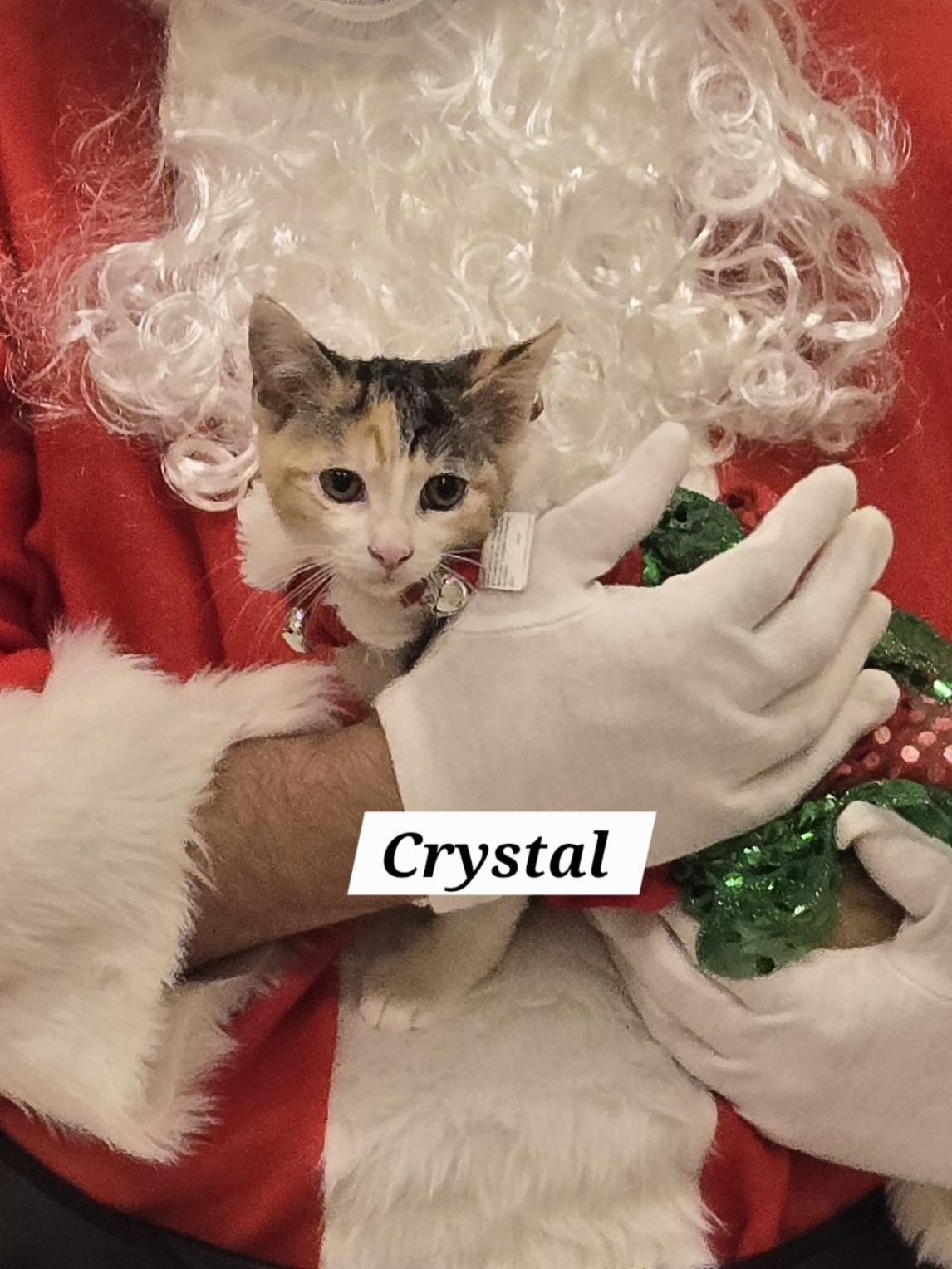 Enlarge Crystal, a ADOPTABLE mixed breed in Redondo Beach, CA image 4/5
