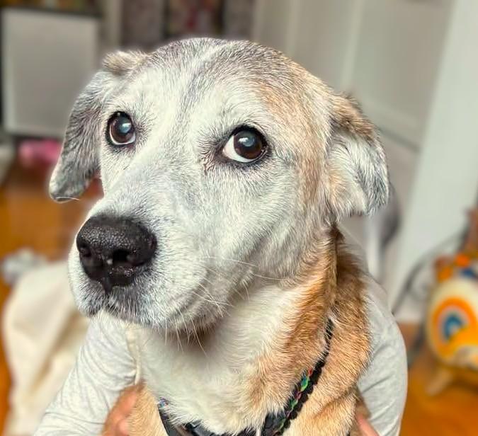 Avellana, Adoptable, Senior Female Husky & Beagle.