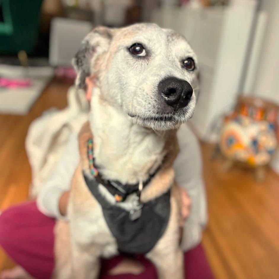 Enlarge Avellana, a Adoptable mixed breed in Rockville, MD image 3/6