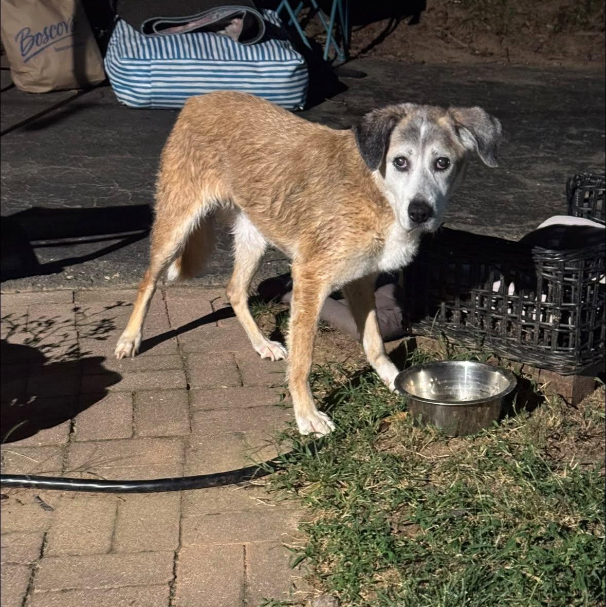 Enlarge Avellana, a Adoptable mixed breed in Rockville, MD image 5/6