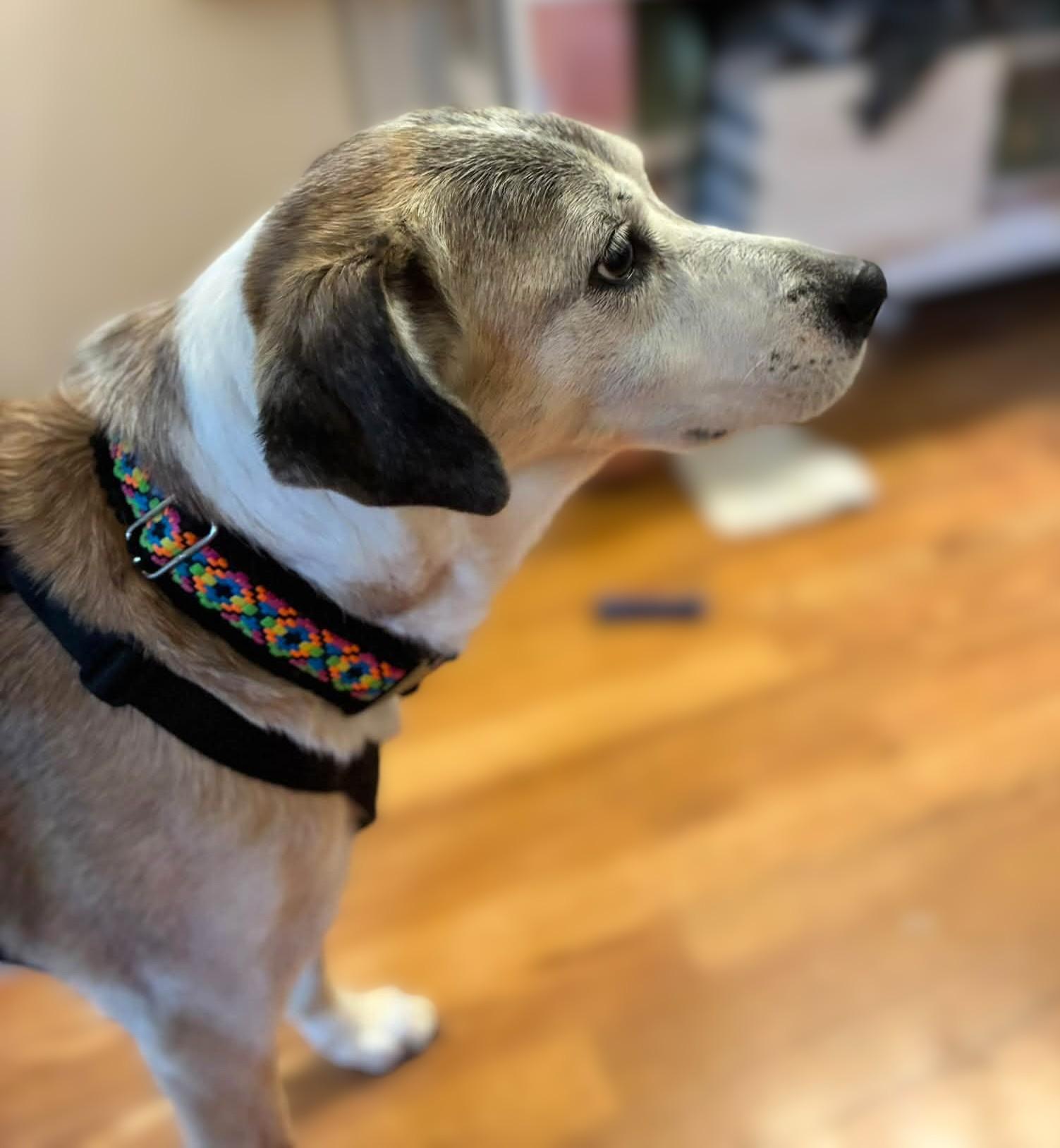 Enlarge Avellana, a Adoptable mixed breed in Rockville, MD image 2/6