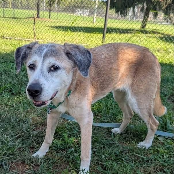 Enlarge Avellana, a Adoptable mixed breed in Rockville, MD image 6/6