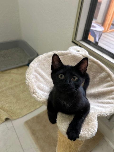 Pepper, Adoptable, Young Female Domestic Short Hair.