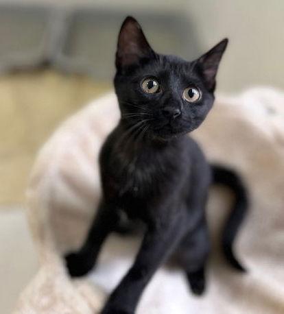 Enlarge Pepper, a Adoptable Domestic Short Hair in Dripping Springs, TX image 2/2