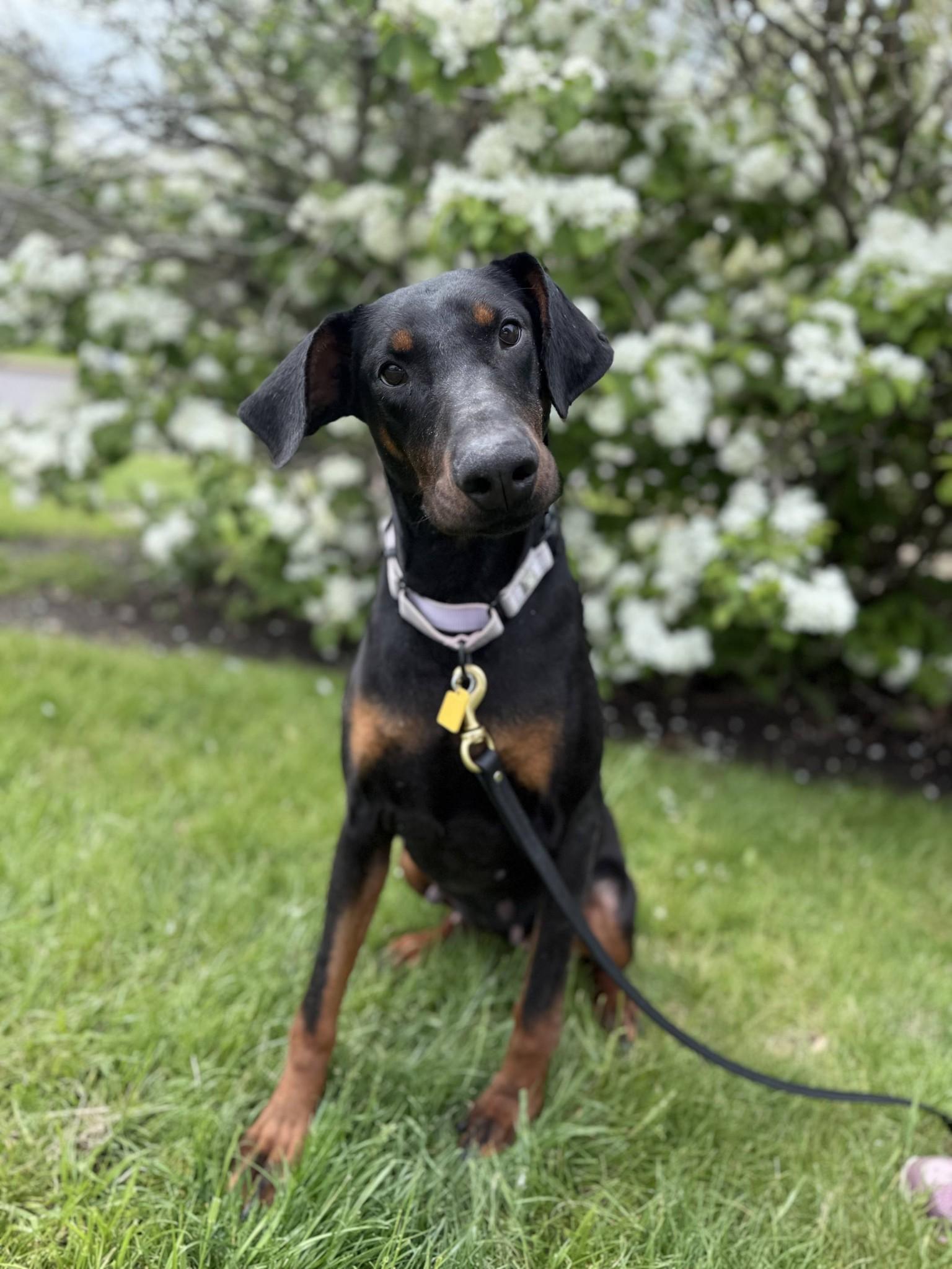 Enlarge Emmy, Willow, a Adopted Doberman Pinscher in Aurora, OH image 1/1