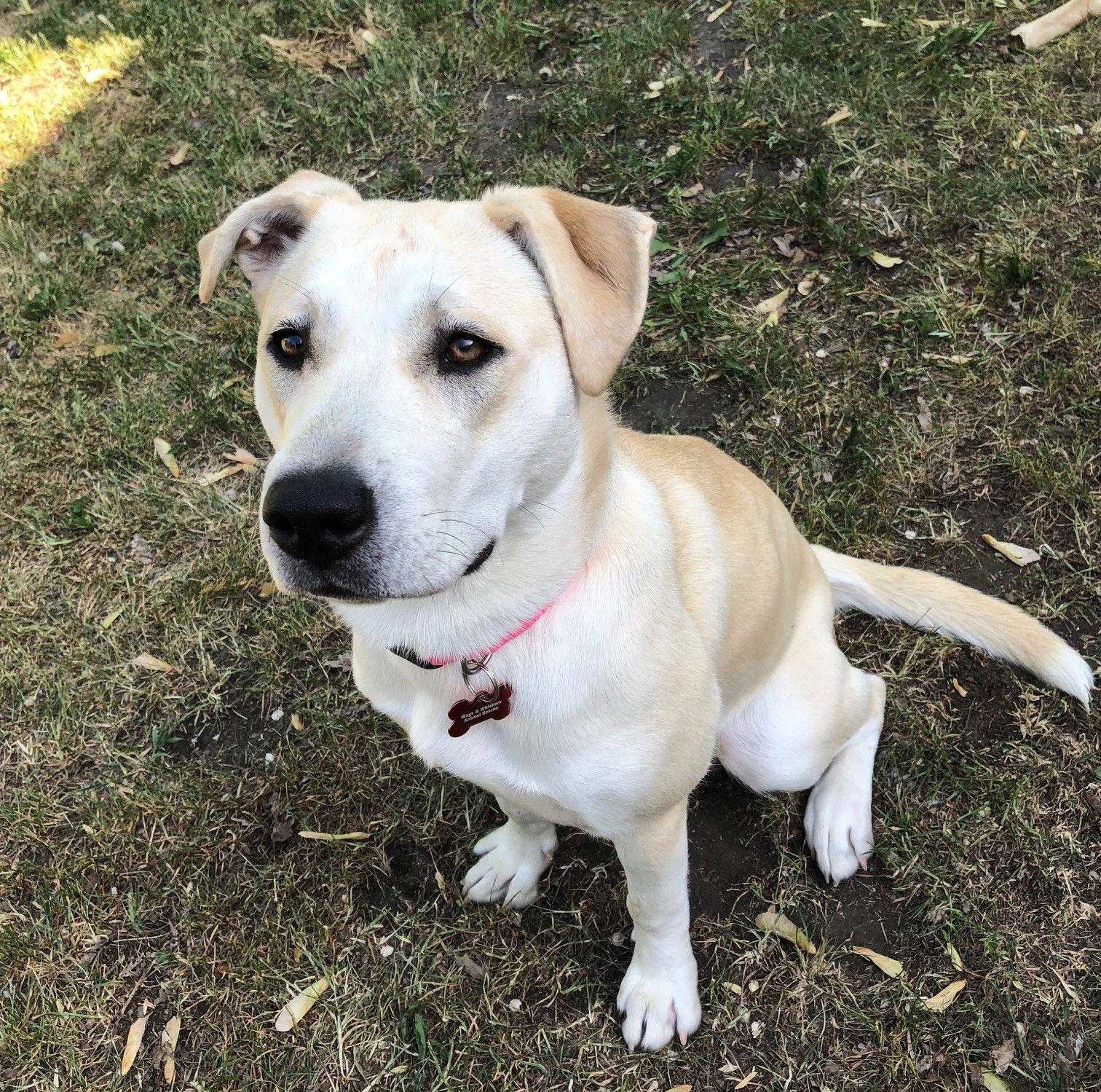 Elsie D5813, Adoptable, Young Female Labrador Retriever & Terrier.