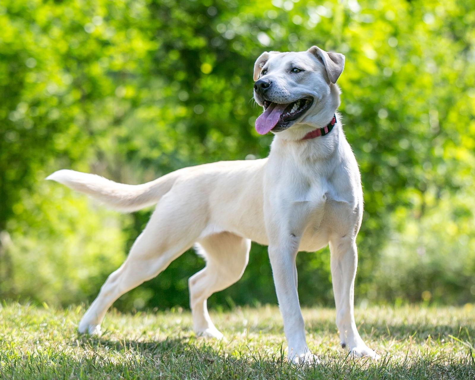 Elsie D5813, Adoptable, Young Female Labrador Retriever & Terrier.