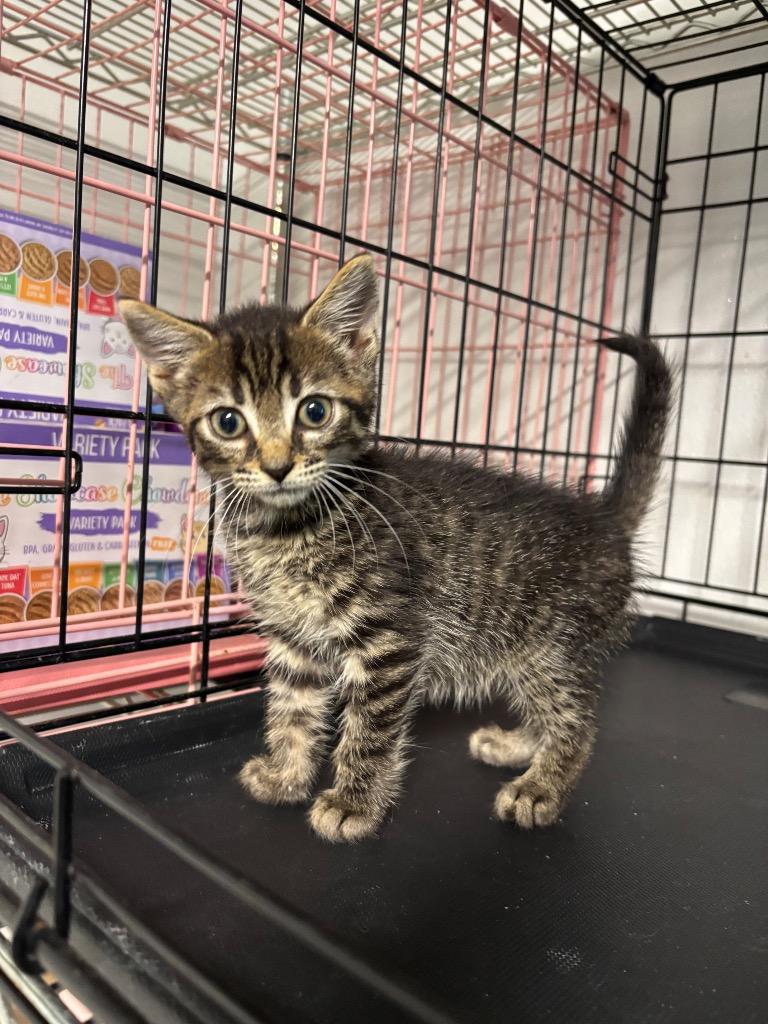 Tooter, Adoptable, Kitten Male Domestic Short Hair.