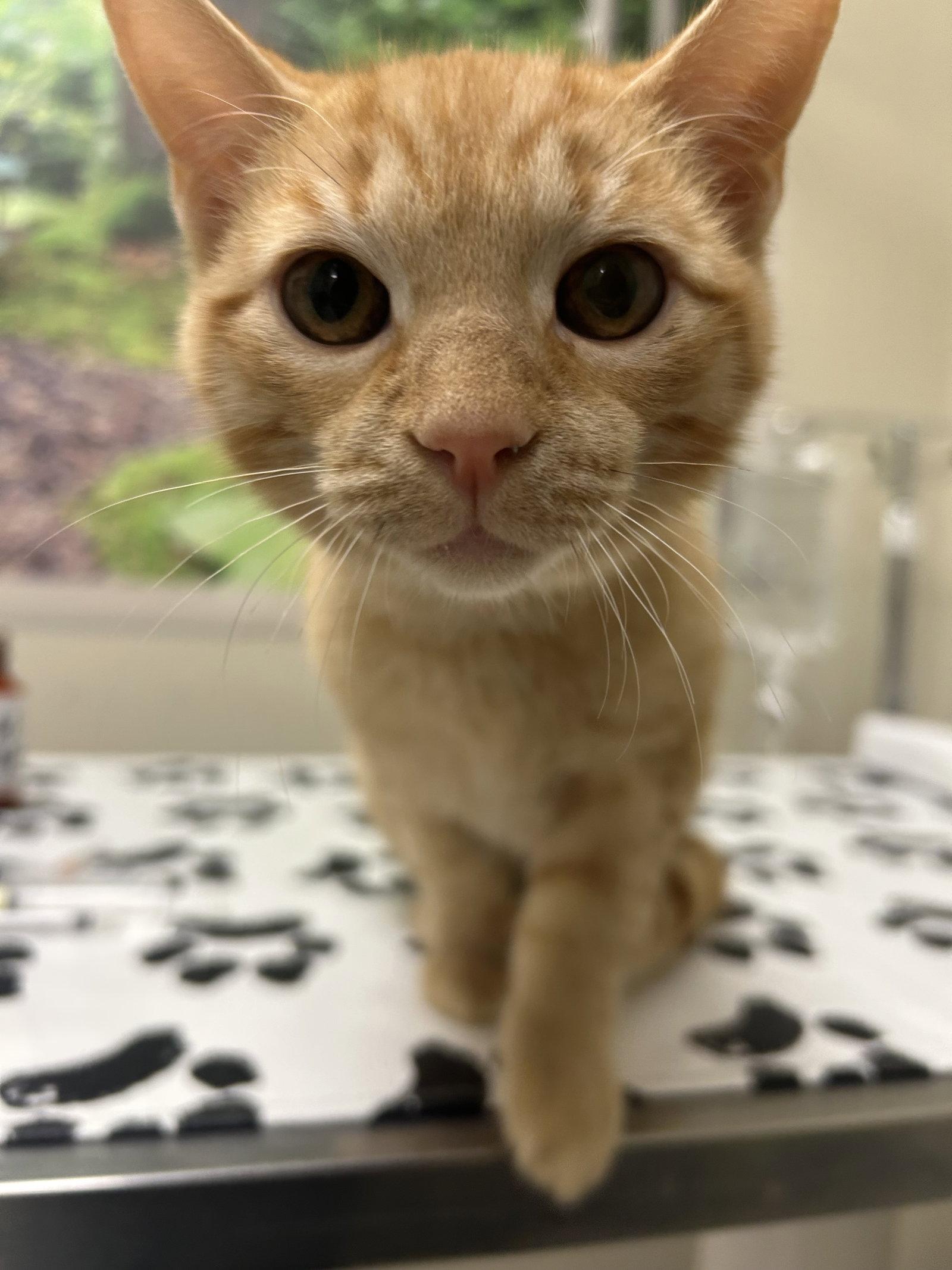 Kit, Adoptable, Kitten Male Domestic Short Hair.