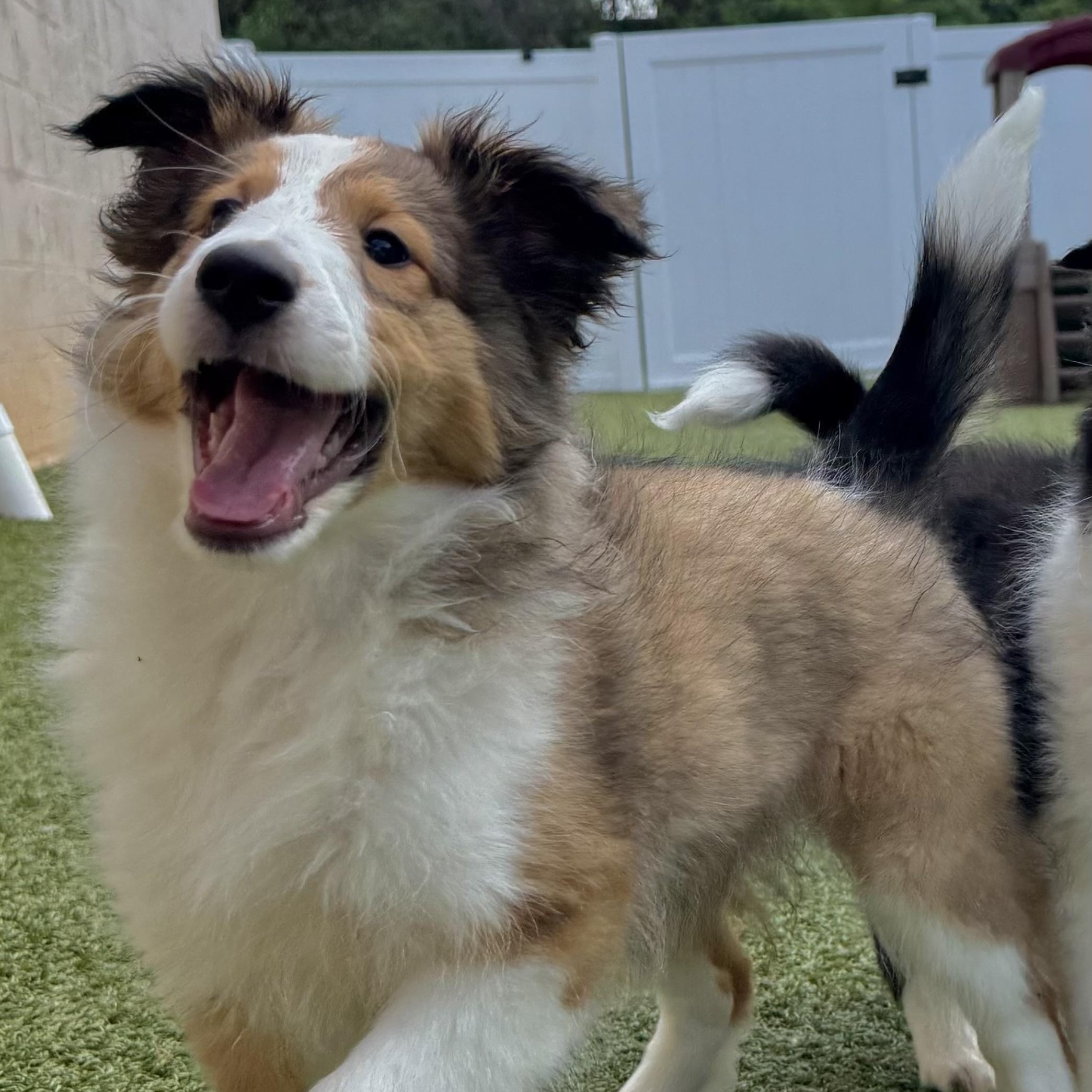 Cayenne, adoptable, Puppy Female Shetland Sheepdog / Sheltie.
