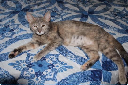 Shena, Adoptable, Senior Female Tabby & Domestic Short Hair.