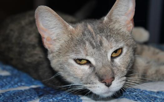 Shena, a Adoptable mixed breed in The Woodlands, TX image 2/3