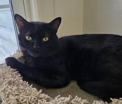 Enlarge Scratch, a ADOPTABLE Domestic Short Hair in Worcester, MA image 1/1