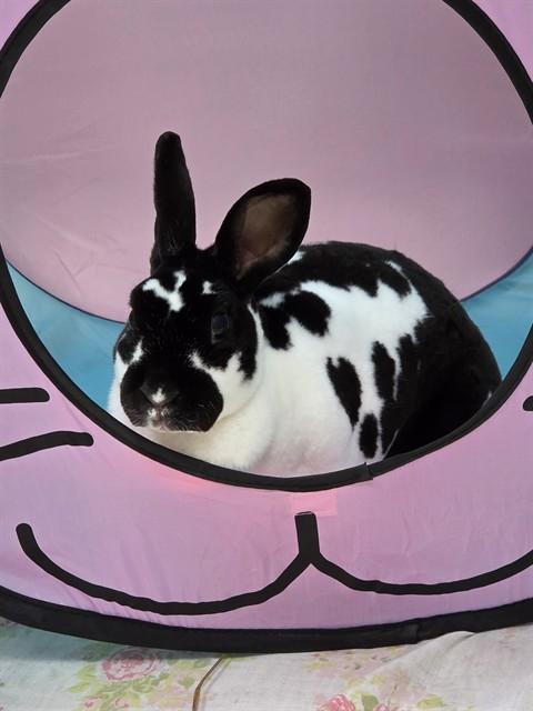 Enlarge PIPPIN, a Adoptable Bunny Rabbit in Dedham, MA image 1/1