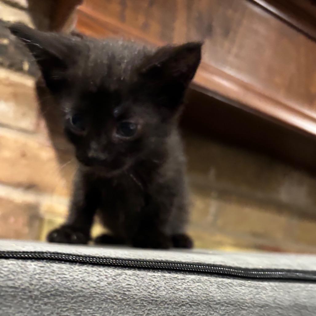 Emerald, Adoptable, Kitten Female Domestic Short Hair.
