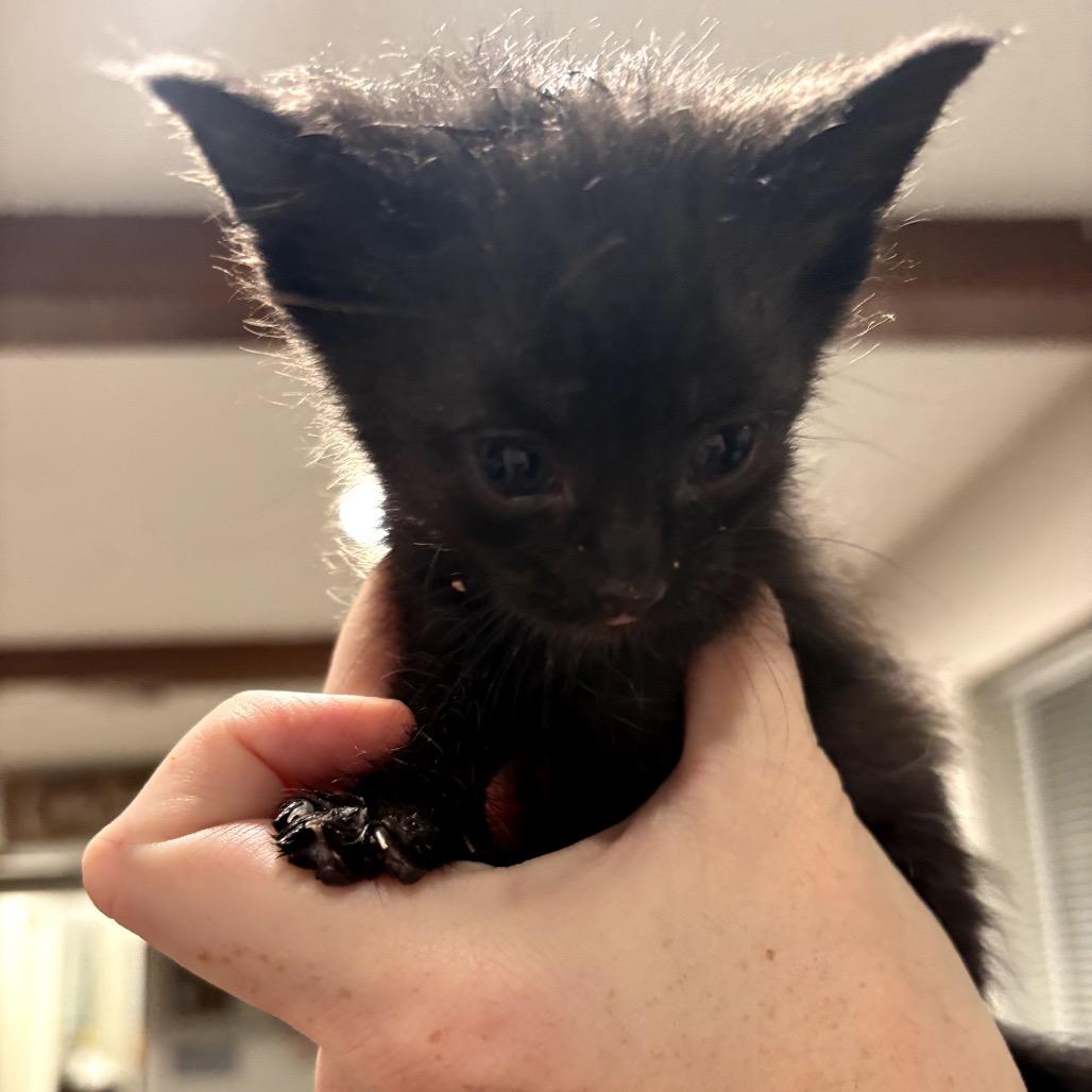 Emerald, Adoptable, Kitten Female Domestic Short Hair.