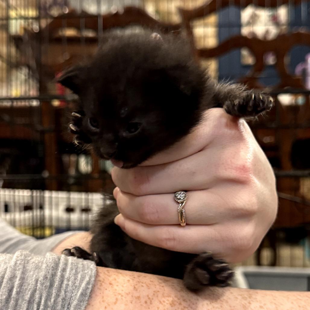 Enlarge Emerald, a Adoptable Domestic Short Hair in Katy, TX image 2/2