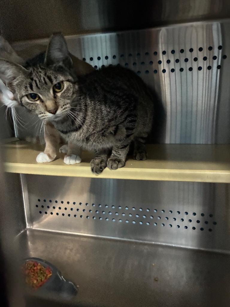 Mocha, Adoptable, Kitten Female American Shorthair.